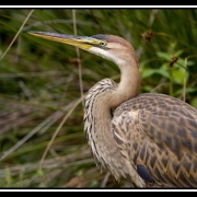 heron pourpre37-border